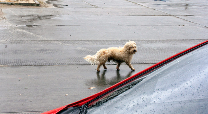stockvault-dog-in-the-street121281